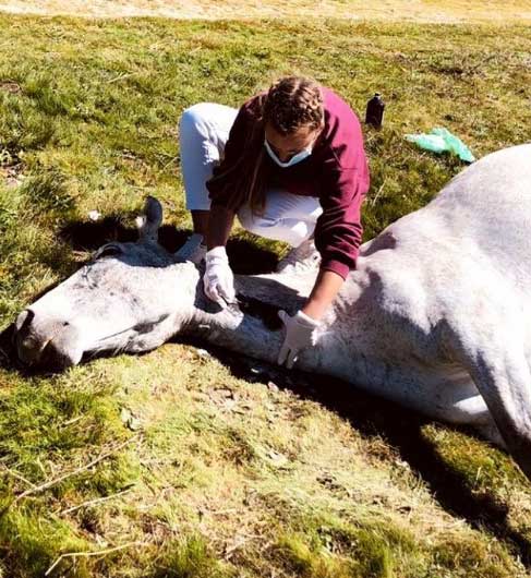 Cirugía de campo para caballos en Madrid