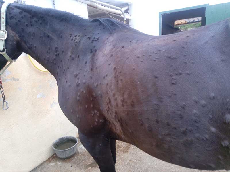 Alergia caballo. Urgencia veterinario caballos noroeste de Madrid